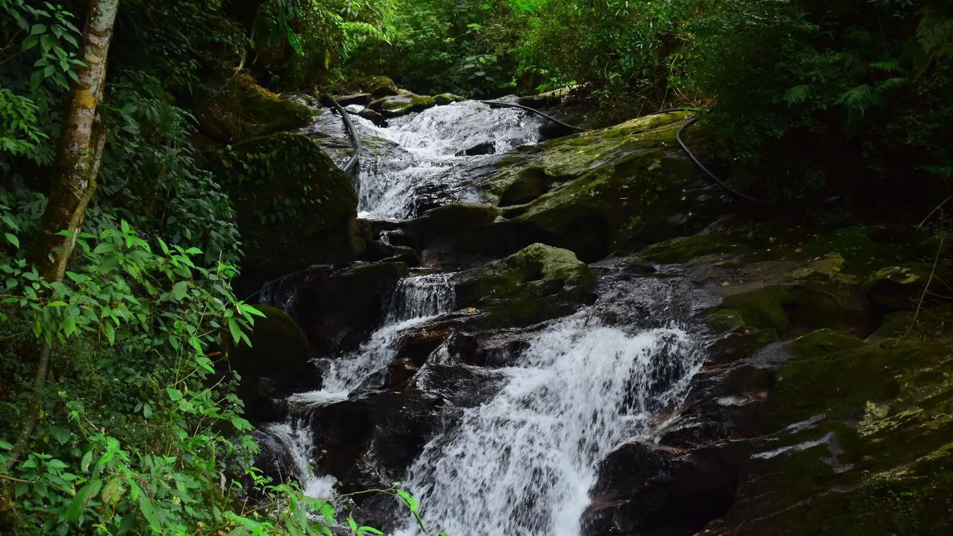 Elixir Woods Luxury Resort And Spa, Munnar